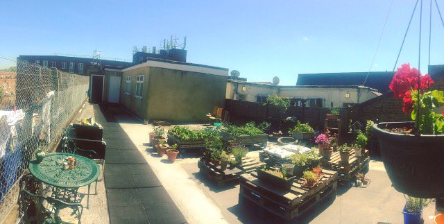 lhhg1990's tweet photo. Pollinator friendly city gardens for #PollinatorWeek !! ππ#London #garden #pollinator #savethebees #pollinatorweek2018 #bees #butterfly https://t.co/GuKxBjBR3W