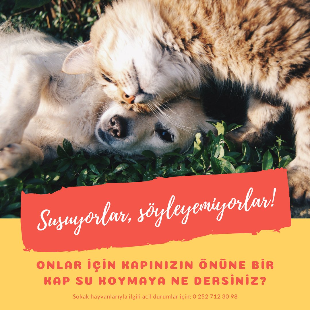 Datça Belediyesi (@datcabelediyesi) on Twitter photo 