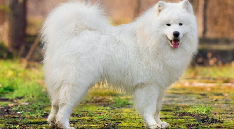vanthao180619's tweet photo. Wow , today is the most funniest day i ever had :3 . Customer come to the shop and they bring his pets . Alaska , pug , Samoyed or Husky is the cutiest ? i guess it same
P/s: Sorry , while im working cant take a pic of them T_T
#Damode
#BeautyCare
#FunnyMoment https://t.co/jawXzoZU6W