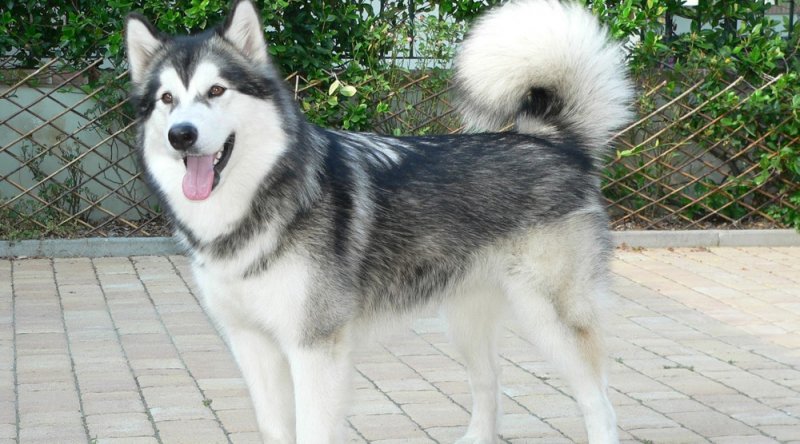 vanthao180619's tweet photo. Wow , today is the most funniest day i ever had :3 . Customer come to the shop and they bring his pets . Alaska , pug , Samoyed or Husky is the cutiest ? i guess it same
P/s: Sorry , while im working cant take a pic of them T_T
#Damode
#BeautyCare
#FunnyMoment https://t.co/jawXzoZU6W