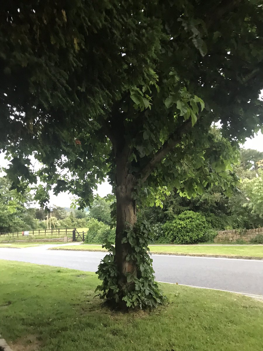 CarruthersMeg's tweet photo. #Tuesdaytree @Drphc @lincarruthers https://t.co/XBr8oQGwJZ