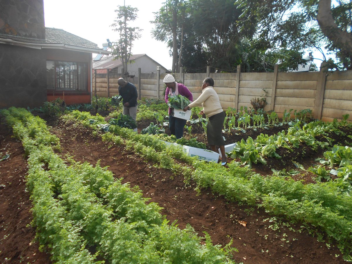 ftfa's tweet photo. Farmers from Bhukani Farm in Waterloo, #eThekwini harvesting #healthygreens which were sold to a local market. #MarketGardens #WhatDevelopmentLooksLike https://t.co/MWbeOP5nGB