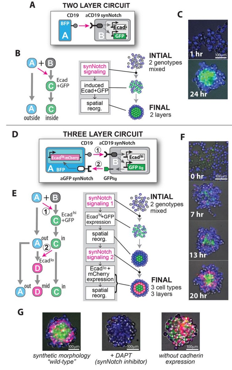 UCSFTransplant's tweet photo. The #future is here! Dr Wendell Lim and colleagues @UCSF engineer #cells that self organize into #organ like structures via #synthetic #cell #signaling @sciencemagazine #UCSFproud #OneUCSF
https://t.co/mXeEMptuSx https://t.co/PusVgahAlm