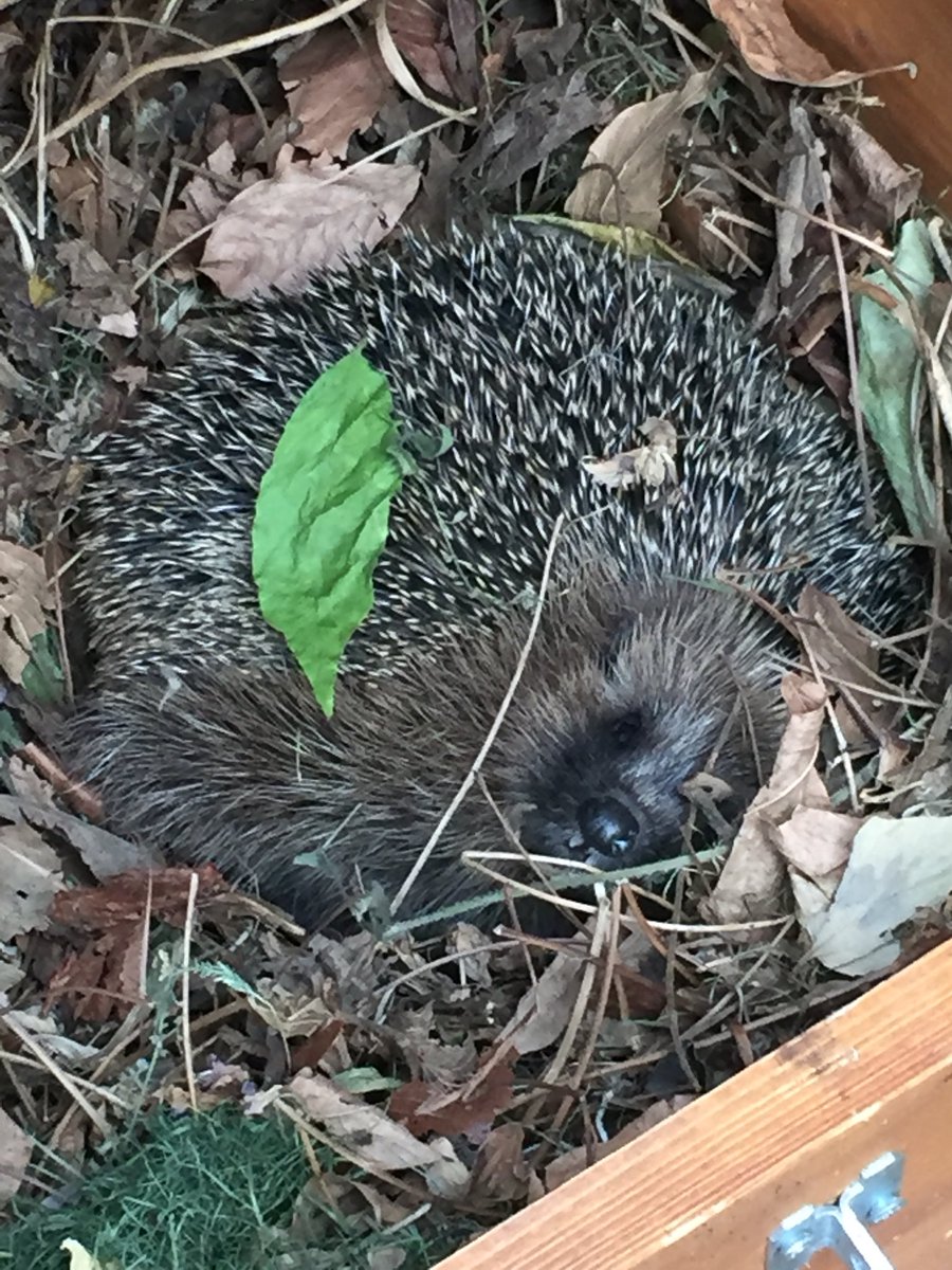 Barnes Hedgehogs On Twitter This Is A Lovely Hedgehog Living In