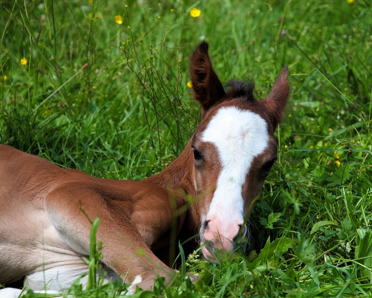 OlavCresp's tweet photo. "A few hours old arabian foal" by @OlavCresp   #foal #horse #horses #horseslove #babyhorse #photography #cute #CUTENESS https://t.co/qa52PY2pHa