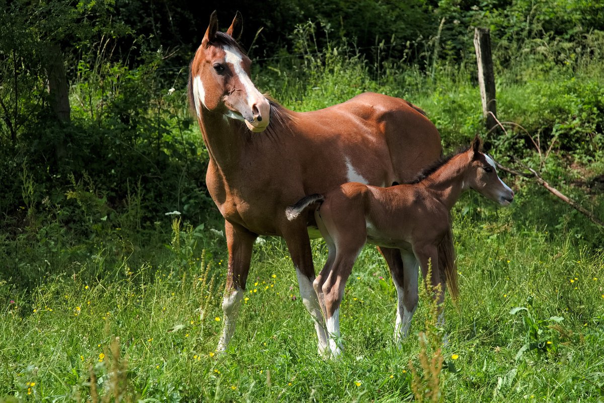 OlavCresp's tweet photo. "A few hours old arabian foal" by @OlavCresp   #foal #horse #horses #horseslove #babyhorse #photography #cute #CUTENESS https://t.co/qa52PY2pHa