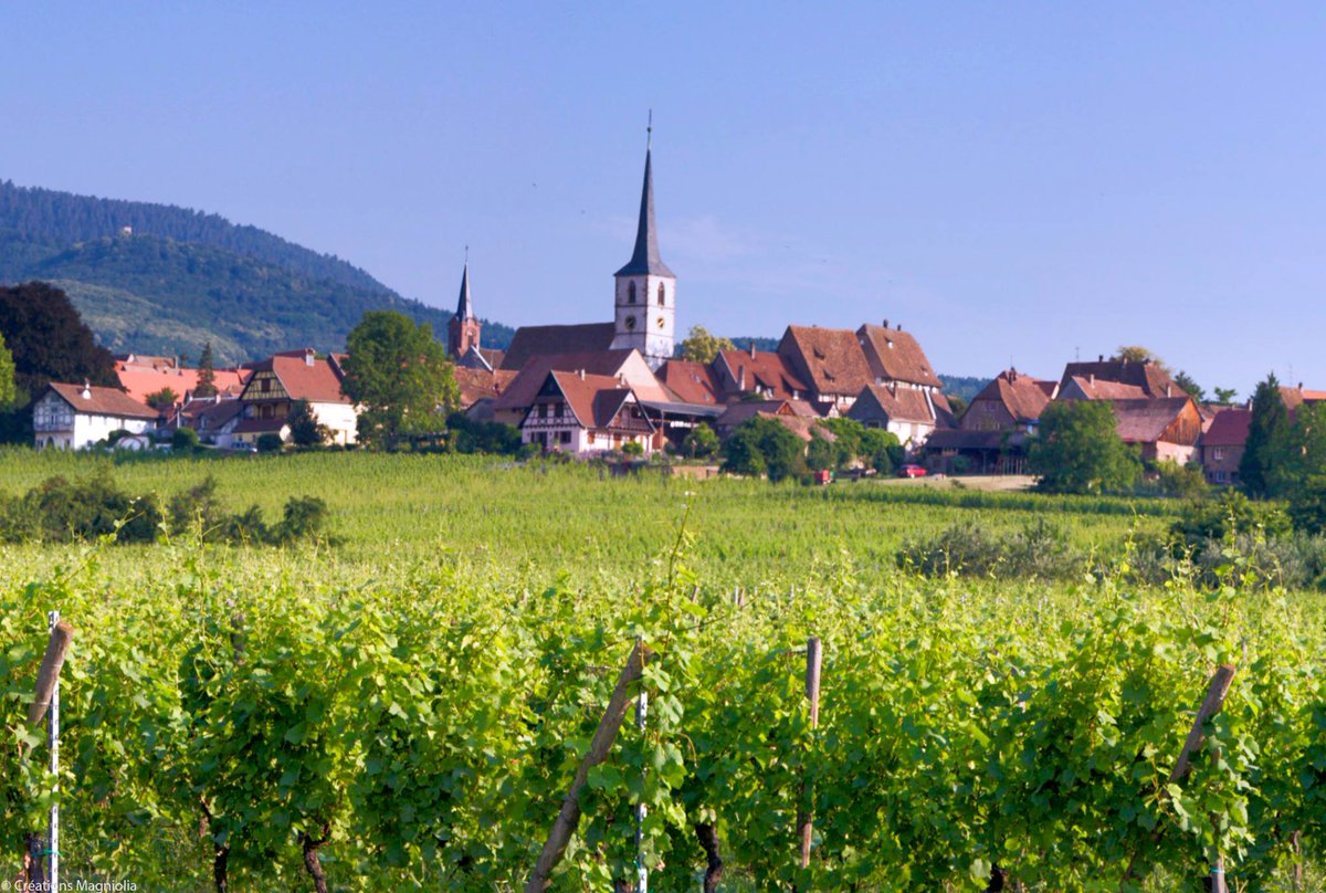 Vous aimez l'Alsace ? Votez TOUS par SMS ce soir pour que Mittelbergheim devienne le Village préféré des français !! bit.ly/votez-mittelbe… #JEVOTEMITTEL #VisitAlsace #Alsace