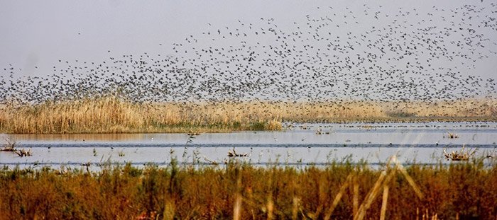 Nature Iraq tweet media