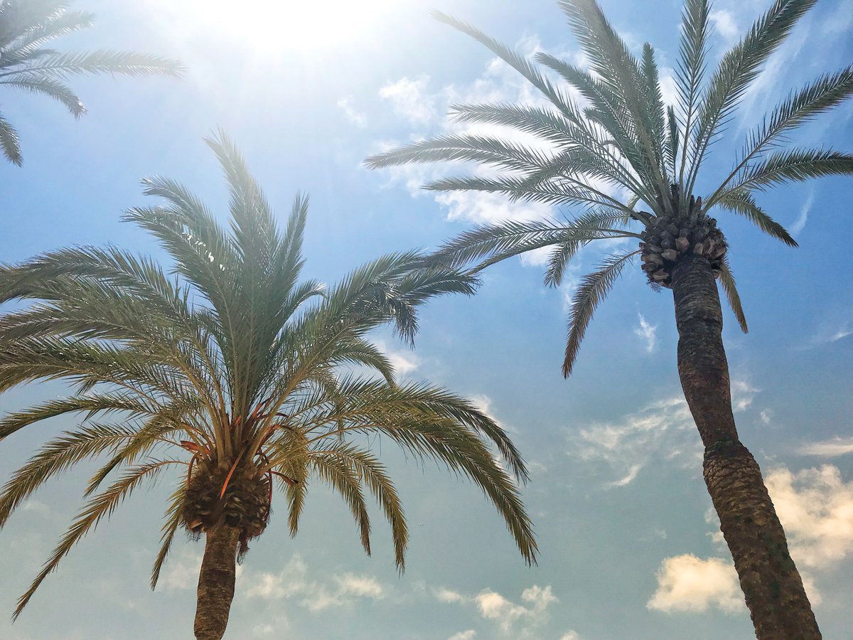 SolHouseStudio's tweet photo. MORNING! ☀️🌴 #solhouse #solhousethestudio https://t.co/5NXhnPTn0A