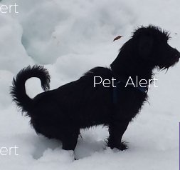 Missing Animaux 81 On Twitter 190618 Perdu Petit Chien