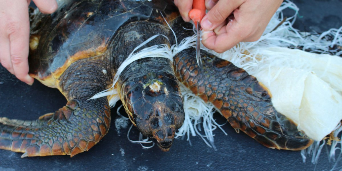 WWFitalia's tweet photo. Nel #mediterraneo quasi una tartaruga marina su due ha ingerito plastica Unisciti a noi per salvare questi splendidi animali dall'estinzione #TurtleActionTeam #plasticfree https://t.co/HJ67jyPfIh https://t.co/bwhYwLpIrT
