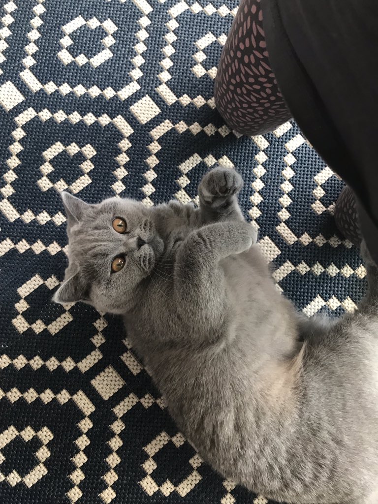 LolaaBlmt's tweet photo. Je suis beaucoup trop in love de cette créature même si je capte pas toujours ce qu'elle fait #PosteTonChat https://t.co/HpBRvkG3mi
