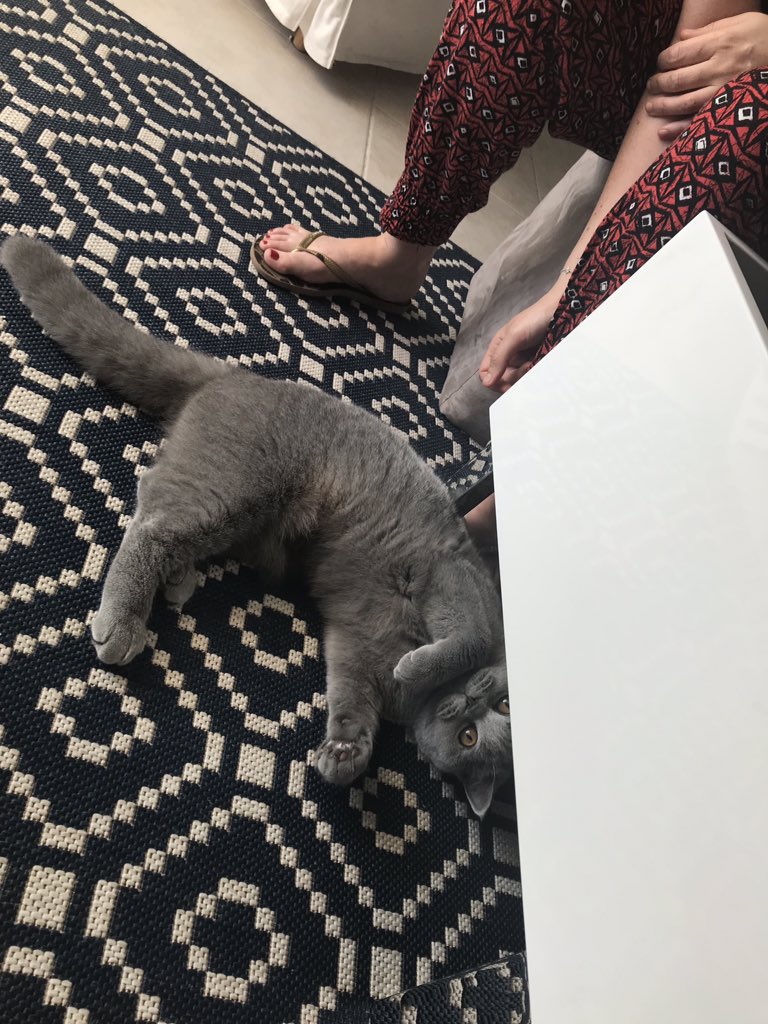 LolaaBlmt's tweet photo. Je suis beaucoup trop in love de cette créature même si je capte pas toujours ce qu'elle fait #PosteTonChat https://t.co/HpBRvkG3mi