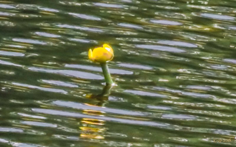 UVornanen's tweet photo. *
Sama paikka, kaksi #ulpukka’a, kaksi #tunnelma’a. Valot, varjot, heijastukset.
*
#spatterdock #luonnonkukat #wildflowers #luonto #nature #luontokuvaus #naturephotography #canonkesä #Suomenluonto #Finland https://t.co/s87lheolXV