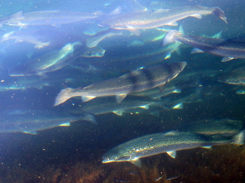 Plataforma electrónica de emisión de recetas permitirá mayor control de antibióticos en la salmonicultura
mundoacuicola.cl/new/2018/06/19…