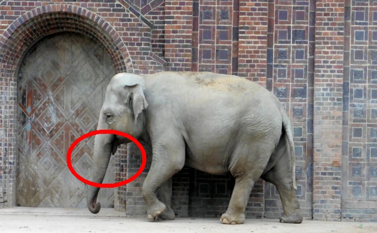 NewsZelda2024's tweet photo. on nous ment !!! soi disant les braconnié arrache les defense des elephant pour les revendre pcqe s'est aphrodisiaque ! MAIS NON ! kom vous pouvez le voir sur cet image EXCLU, les elephant n'ont PAS de defense ! s'est un complot de la PETA et autre truc de merde #AntiAnimals https://t.co/H2YXArHJ6u
