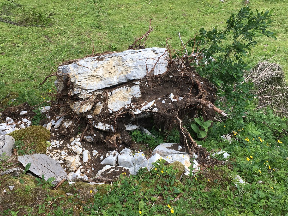 wintimet's tweet photo. Grosser #Windwurf im hintersten Toggenburg #AlpGamplüt | Wettertannen wurden mit tonnenschweren Felsblöcken im Wurzelwerk umgeworfen | #Burglind https://t.co/0vKx77O7HZ