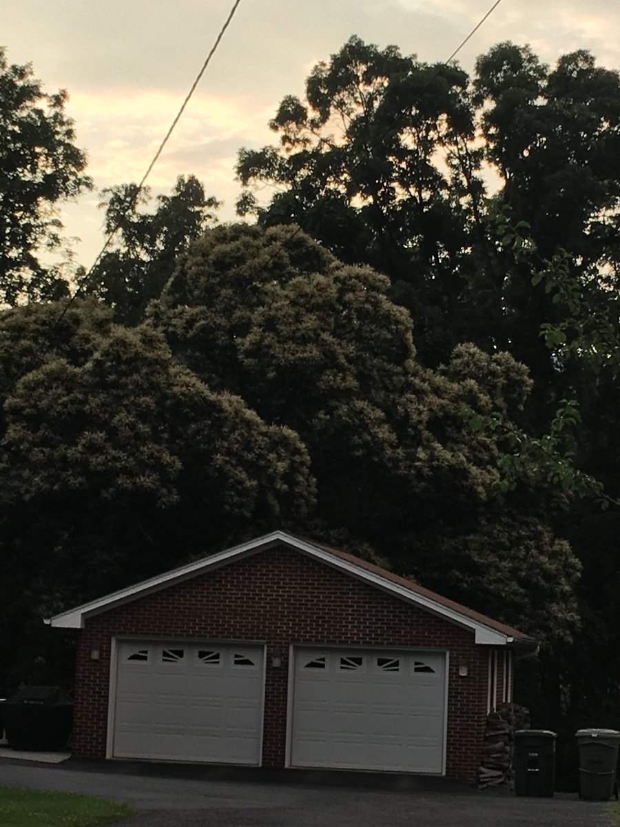 MSUextPlantLab's tweet photo. #Chestnut, the signature scent of Appalachian spring!  Trees are glowing golden clouds dotting the mountain landscape and old  #TACF @chestnut1904  breeding orchard in VA. Visit https://t.co/CWj9TlorVs to learn more about restoring American chestnut. https://t.co/IwGmBrbXZm