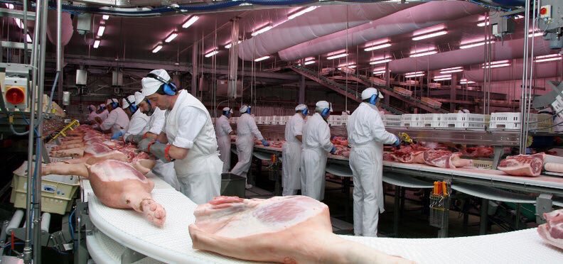 CTAEX_CIT's tweet photo. Luz hiperespectral para detectar cuerpos extraños en la carne de #vacuno🐂 y #cerdo🐖. 
El proyecto HYQUM permitirá además inferir en la alimentación de cerdos ibéricos y ayudar contra el #fraude en la #certificacion de la #calidad de la carne 🔬💡
https://t.co/NTAQnkFBlz… https://t.co/Wp4bHZ6LEc