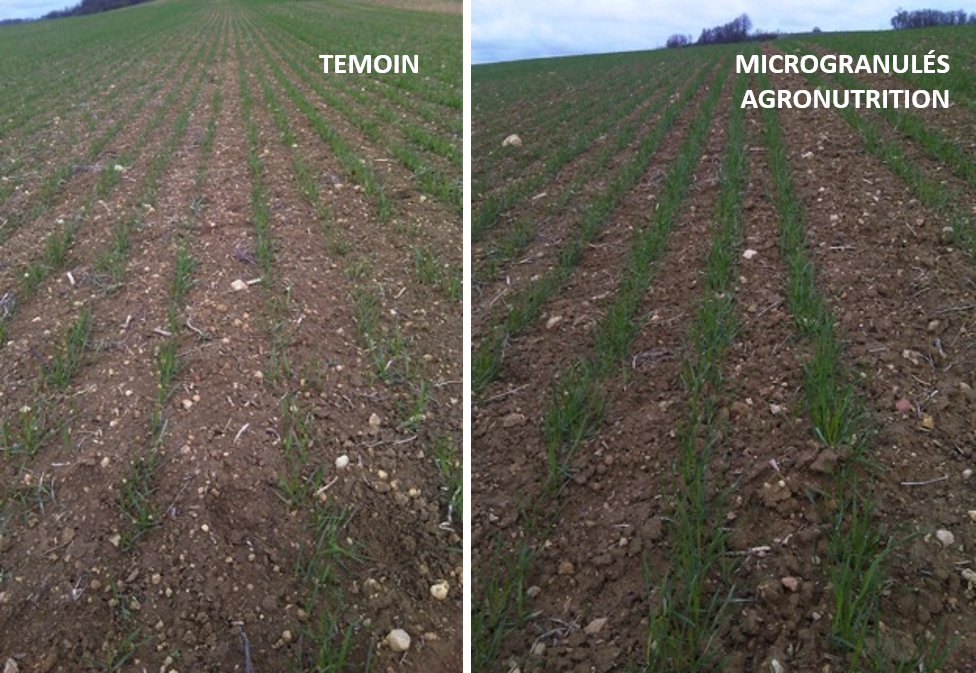 AGRONUTRITION's tweet photo. #Céréales semis 2018 #microfertilisation #starter une étape clé pour une implantation réussie ! 🌾Nos experts @AGRONUTRITION vous conseillent :
https://t.co/09jTaglmZk https://t.co/Ntjhtznocs