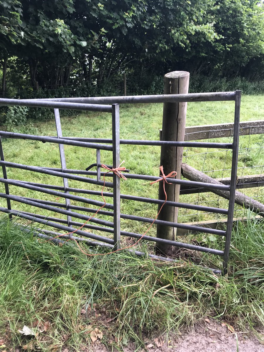 Shearwell's tweet photo. When the cows get bored!! π #cattle #limousincattle #aberdeenangus #prettybow #flies #calving2018 #hooligans ππ https://t.co/j9d8RXwFY4