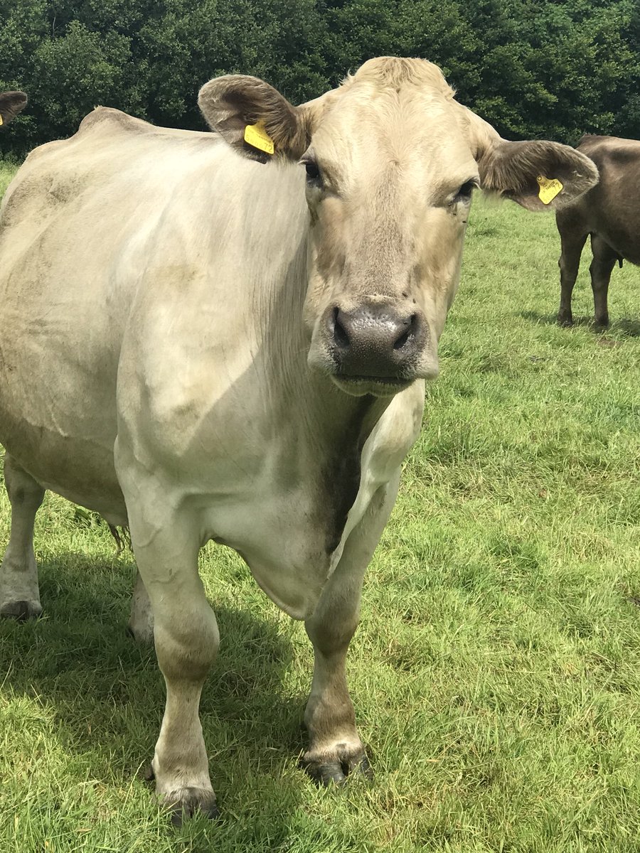 Shearwell's tweet photo. When the cows get bored!! π #cattle #limousincattle #aberdeenangus #prettybow #flies #calving2018 #hooligans ππ https://t.co/j9d8RXwFY4