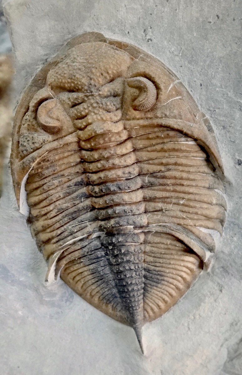 Rich sedimentary formations from the Silurian Period are rare—but