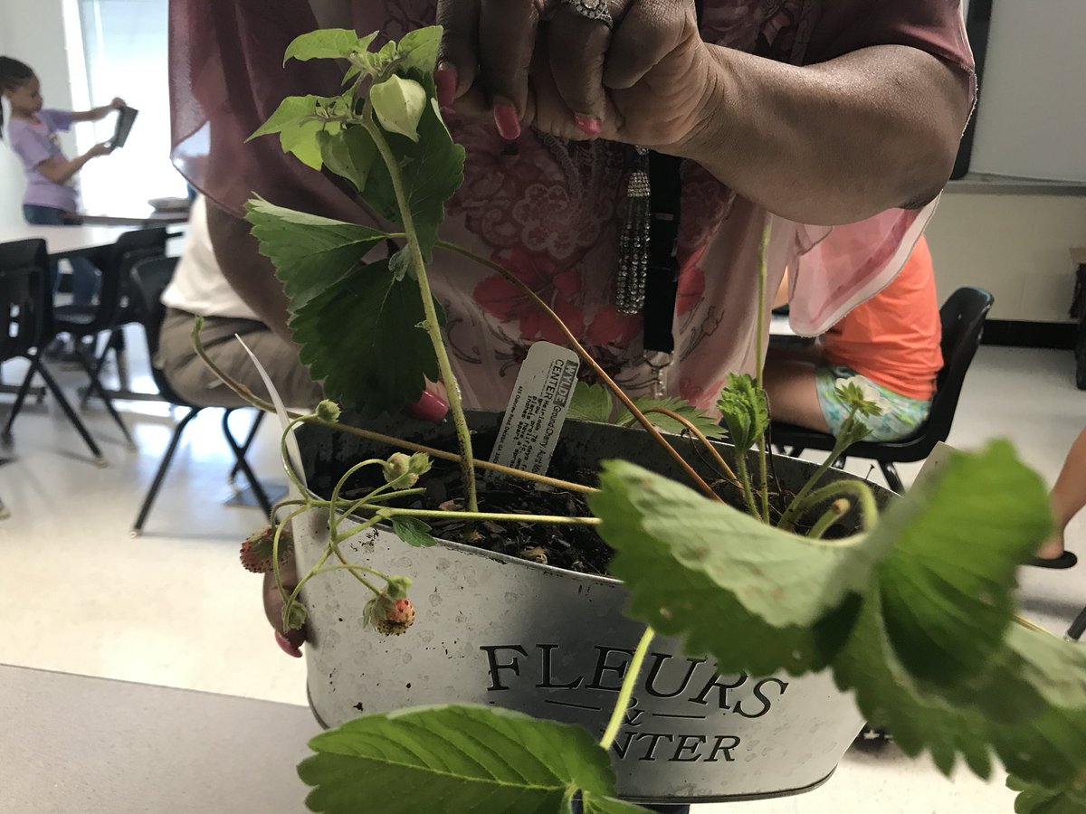 From garden to Classroom. Learning how to use a garden and bring it into the classroom. Thanks @KrystalTeaches & @apoole05 for so much information!  #STEMcobb. #huskychat