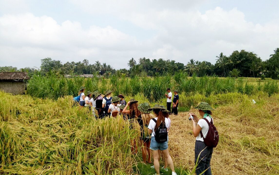 From #ethnomusicology to #ecology, #universityofsandiego students are in the midst of a thorough #culturalimmersion in #Bali! Learn more about @authenticatravl #studyabroad programs by visiting buff.ly/2LT1p8A #semesteroverseas #studyinasia #globalpracticum #indonesia