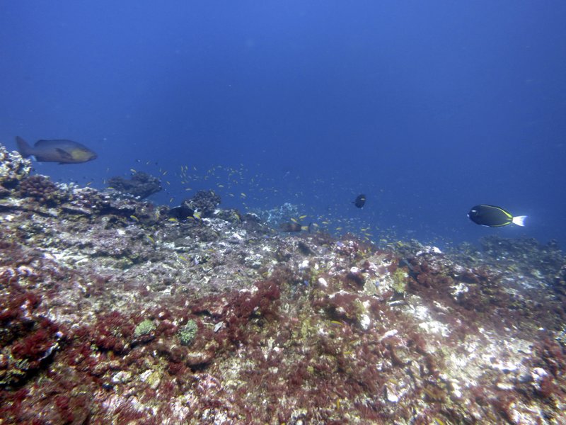 borenbears's tweet photo. It's easy to see signs of global warming all around in you the natural world. A photo gallery of a changing climate. https://t.co/e8Zy2GG2HT #30YearsofWarming https://t.co/hTKMYtRwdA