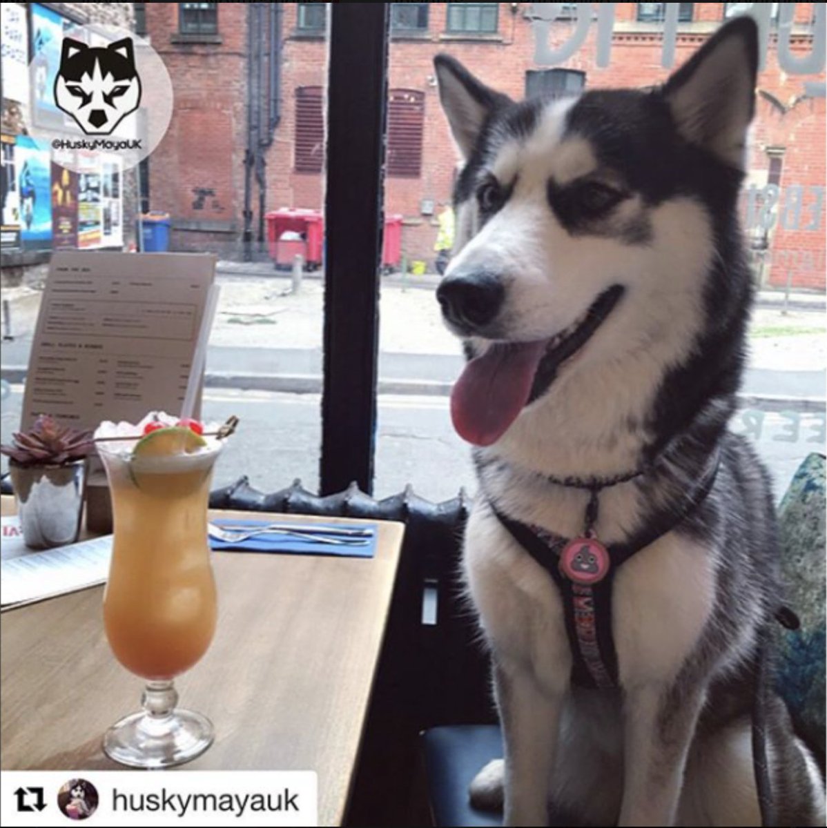 BluePigMcr's tweet photo. Our weekly Tuesday Chews-Day is back tonight and Hunter's Kitchen will be bringing your four-legged friend all the goodies 🐶 #mcrdogs #mcrbars https://t.co/RFnspGCOFi
