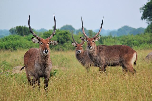 LakatoSafaris's tweet photo. Beautiful antelopes. Can you tell which kind are these?
#Tweet #UgandaSafari #AfricaSafari #Wildlife #Animals #Safari #wildernessquest #wanderlust #wanderer #worldcaptures #worldingram #adventure #instago #exploreafrica #instapassport #instago #instavaca… https://t.co/mfQftpYmKA https://t.co/pK3d1T67pP