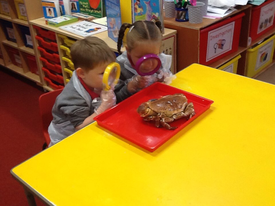DanygraigP's tweet photo. Reception have been investigating crabs. 🦀🦀
#DYGPSciTec
#DYGPFP https://t.co/SiFpAtwn26
