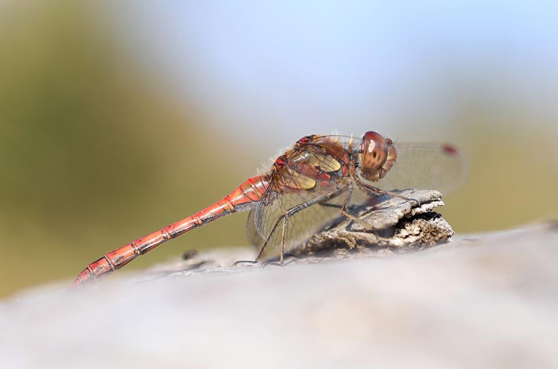 nf_f's tweet photo. Im Gastbeitrag unseres Partners @sirui_de gibt Makrofotgraf Michael Hruschka fantastische Einblicke in dieses faszinierende Spezialgebiet der Fotografie. Unbedingt ansehen! #Makrofotografie #Lesetipp https://t.co/ub28CW2W21 https://t.co/Y4PE7Kfwqf