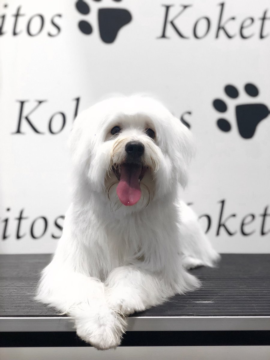 Koketitos's tweet photo. Baño y Peluquería para El ... ❤️ https://t.co/Ir0rsMuTfw