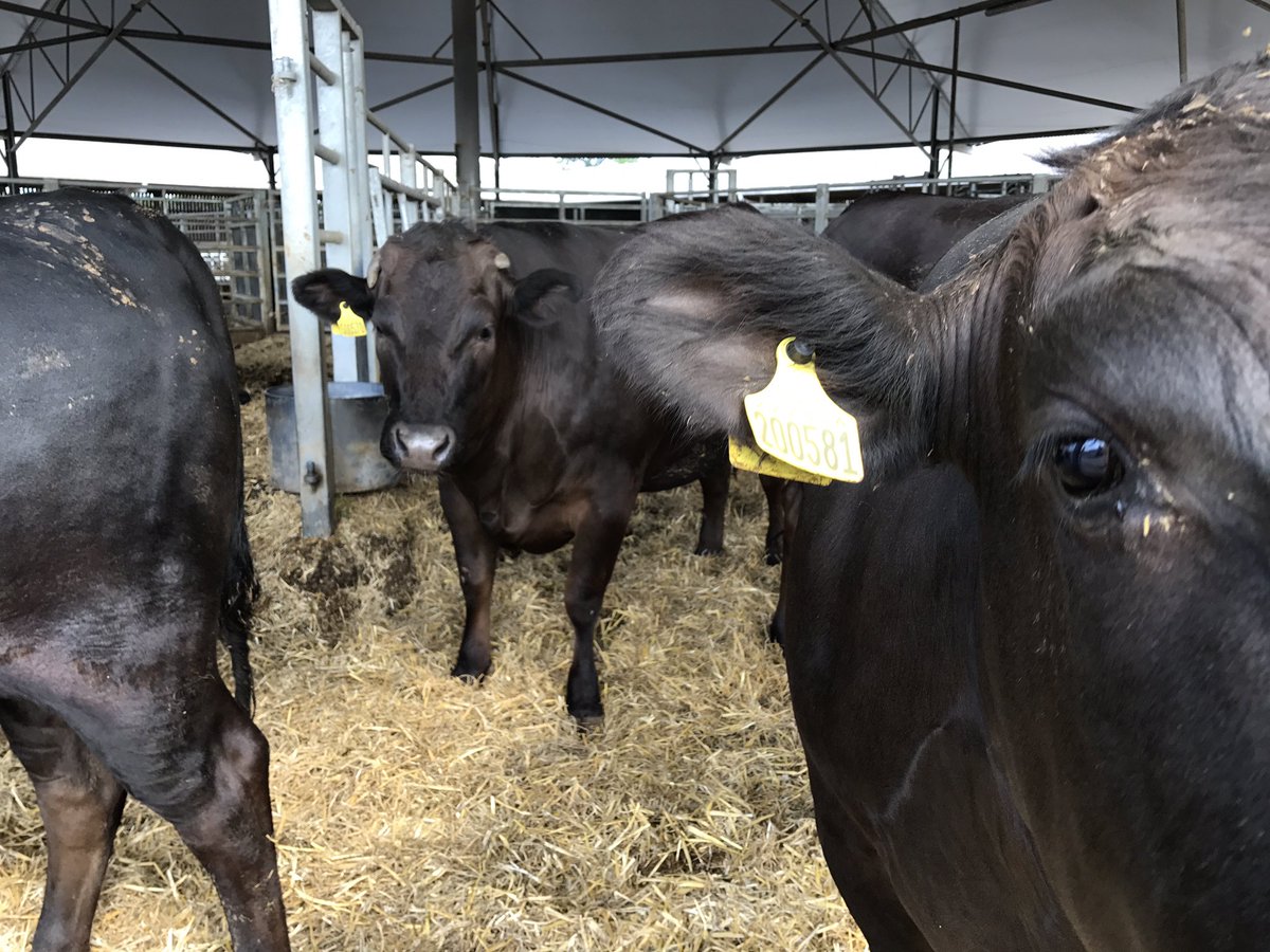 LewisKelsey2's tweet photo. Great day seeing seeing some great @BlythburghPork and fantastic wagyu beef @AubreyAllen #aubreyinspires https://t.co/zJVOKj0uyH