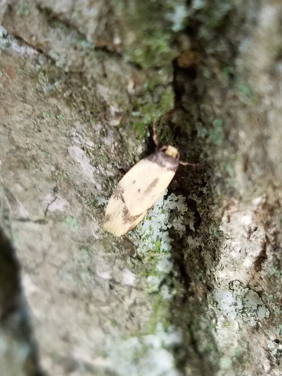 この虫の名前を教えて この虫の名前を教えて