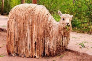 лабрадор ретривер морда. линкольн порода овец. африканская кистеухая (речная) свинья. шерсть животных. животные покрытие.