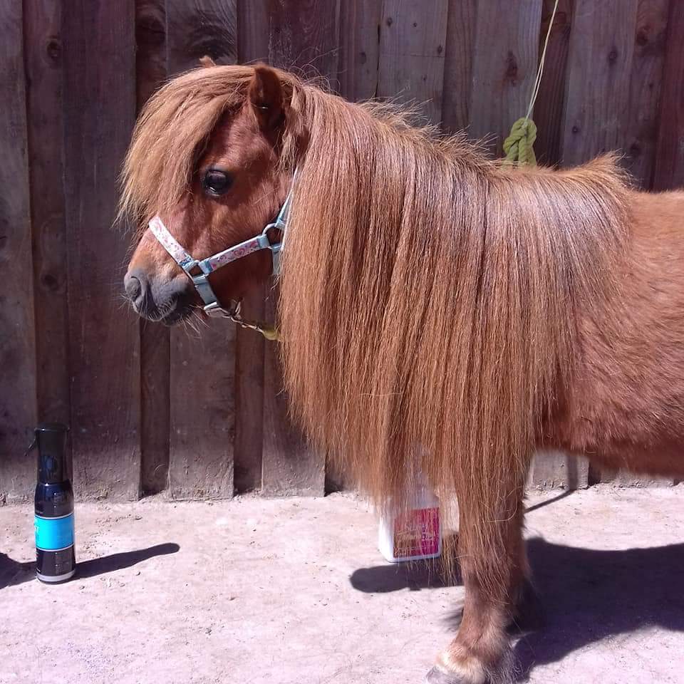 Here's Honey, just after grooming. We  call her our L'Oréal girl - her gorgeous main could definitely sell shampoo!!!