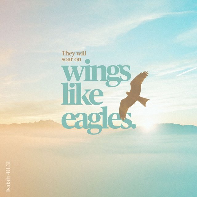 But they that wait upon the Lord shall renew their strength; they shall mount up with wings as eagl…
bible.com/bible/1/isa.40…