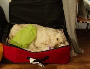 BrBeveridge's tweet photo. My #dog is getting along in years a bit, so can risk getting bedsores. Sleeping on a cushion helps, but then she can roll off and hurt herself. Solution? Put the pillows and blankets in an old suitcase so she has support <3 https://t.co/uNmzgqdOoH