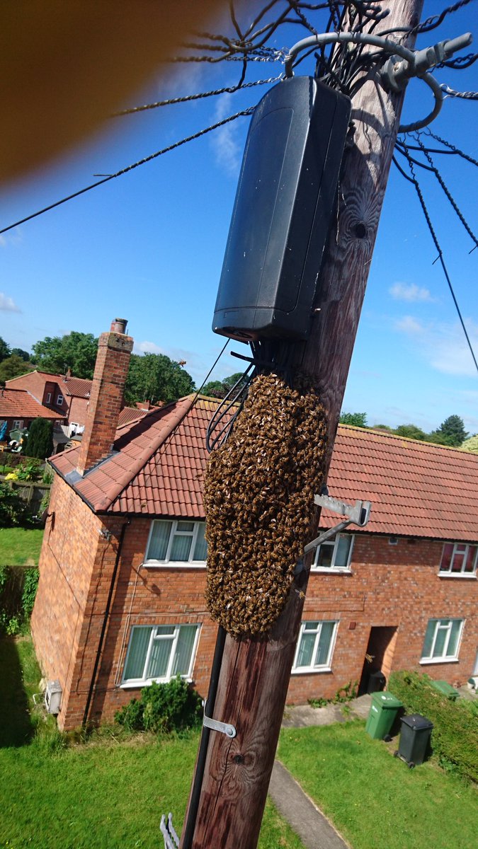 York Beekeepers tweet media