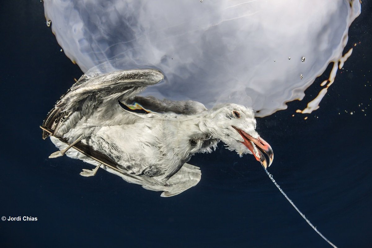SaveSeabirds's tweet photo. Every year in Europe, bycatch kills over 200,000 seabirds. They forage in areas targeted by commercial fishing vessels and are accidentally caught on hooks or entangled in nets. Read our position paper on demersal fisheries: https://t.co/DyBel4mJL9 #OceanAlert #CFPreality https://t.co/fQqyhXWAQ9