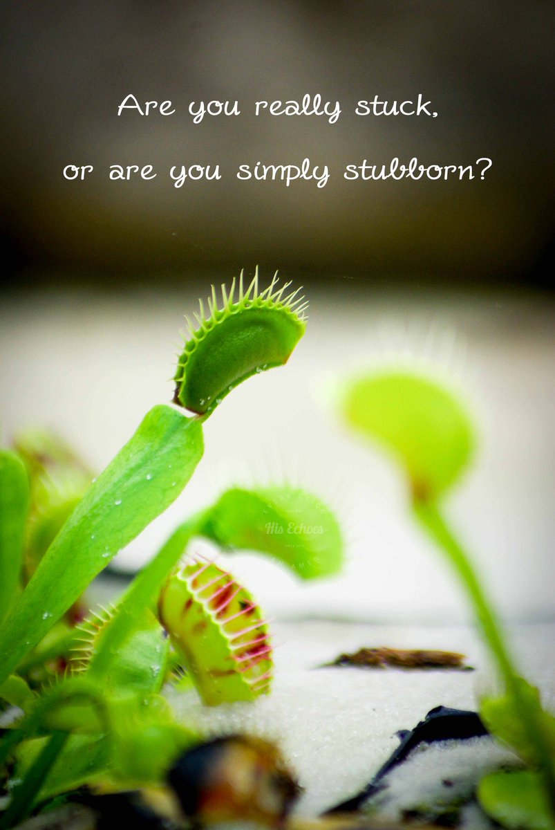 HisEchoes's tweet photo. Are you really stuck, or are you simply #stubborn? #HisEchoes https://t.co/w9fO0OB13F