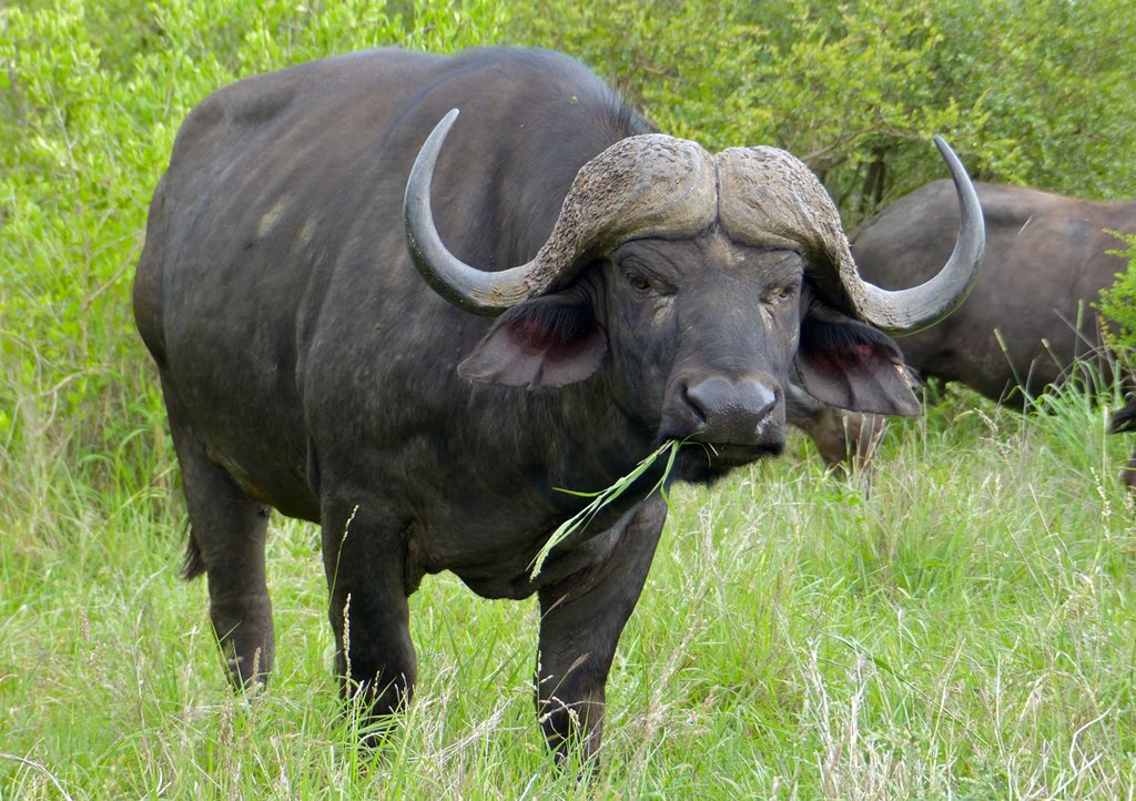 ...elephant, #rhinoceros, #buffalo and #leopard. 