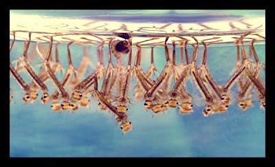 #Promoting Larval Source #Management as a Vital Supplemental Addendum and More Likely Cost-Effective #Approach for Malaria #Vector Control in #Nigeria 
by #Oluwasogo AOlalubi  bit.ly/2JW4u6I