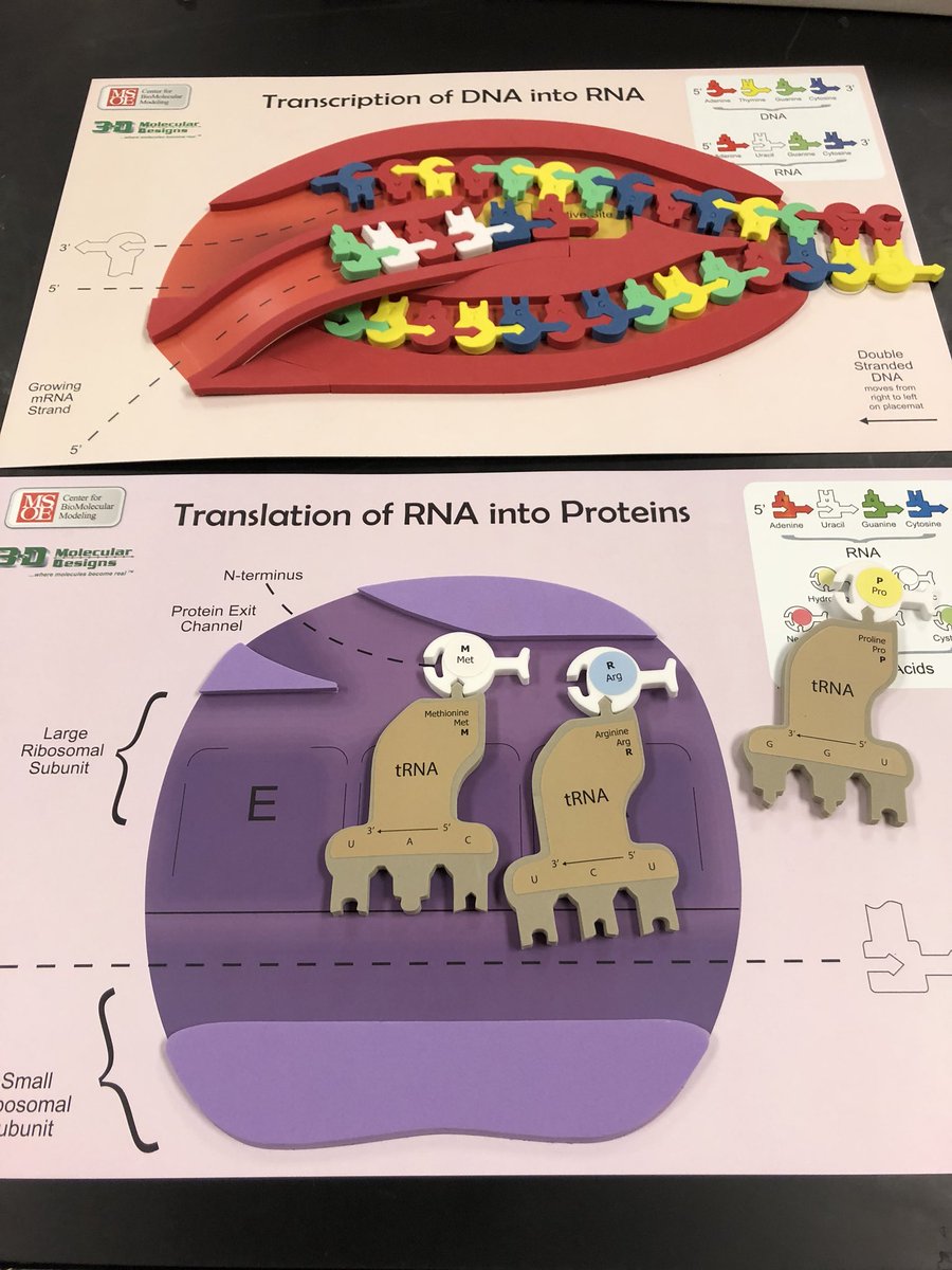 MIBioTeachers's tweet photo. Awesome biology models with @mark_eberhard! #msta2018 https://t.co/Hgz4yUKqUp