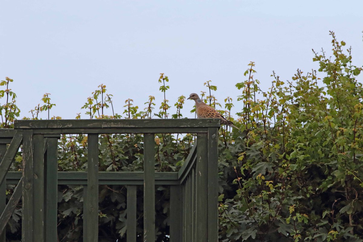 wathingsmecca's tweet photo. What next? Bloody twitchers arriving at #Driftwood in slippers to witness the #powerofthetower https://t.co/HqxJW1GGNm