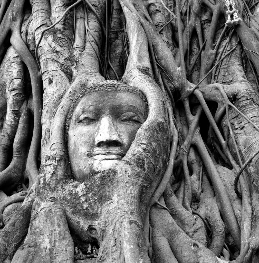 Entwined, Wat Mahatmat, 2008 #LimitedEdition #silvergelatinprint #gelatinsilverprint #buddhahead #buddha #entwinedintree #ayutthaya #ayutthayathailand #watmahatmat #analogue #photographycollector #artcollector @ilfordphoto @ilfordimaging #hp5 #Hasselblad @Hasselbladfdn