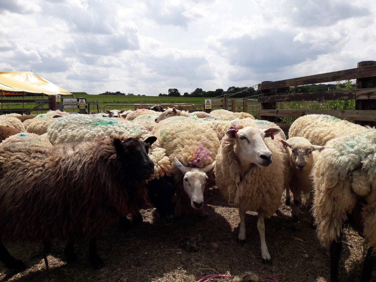 KellyPurr's tweet photo. Lovely weather to be outside checking sheep for #flystrike! Very fortunate to have enough hands on the ground for us to be able to bring them in and check them almost daily! #flystrikeseason #dagging #sheep365 #carefarming #carefarmer #sheep #farming ๐๐๐ https://t.co/1xQb3rELsN